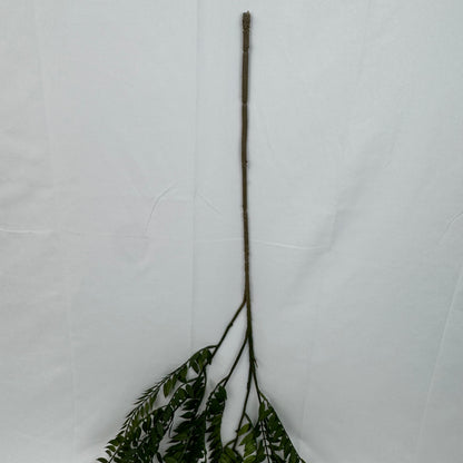 Green Hanging Fern Vine Branch