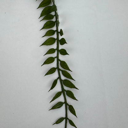 Green Hanging Fern Vine Branch
