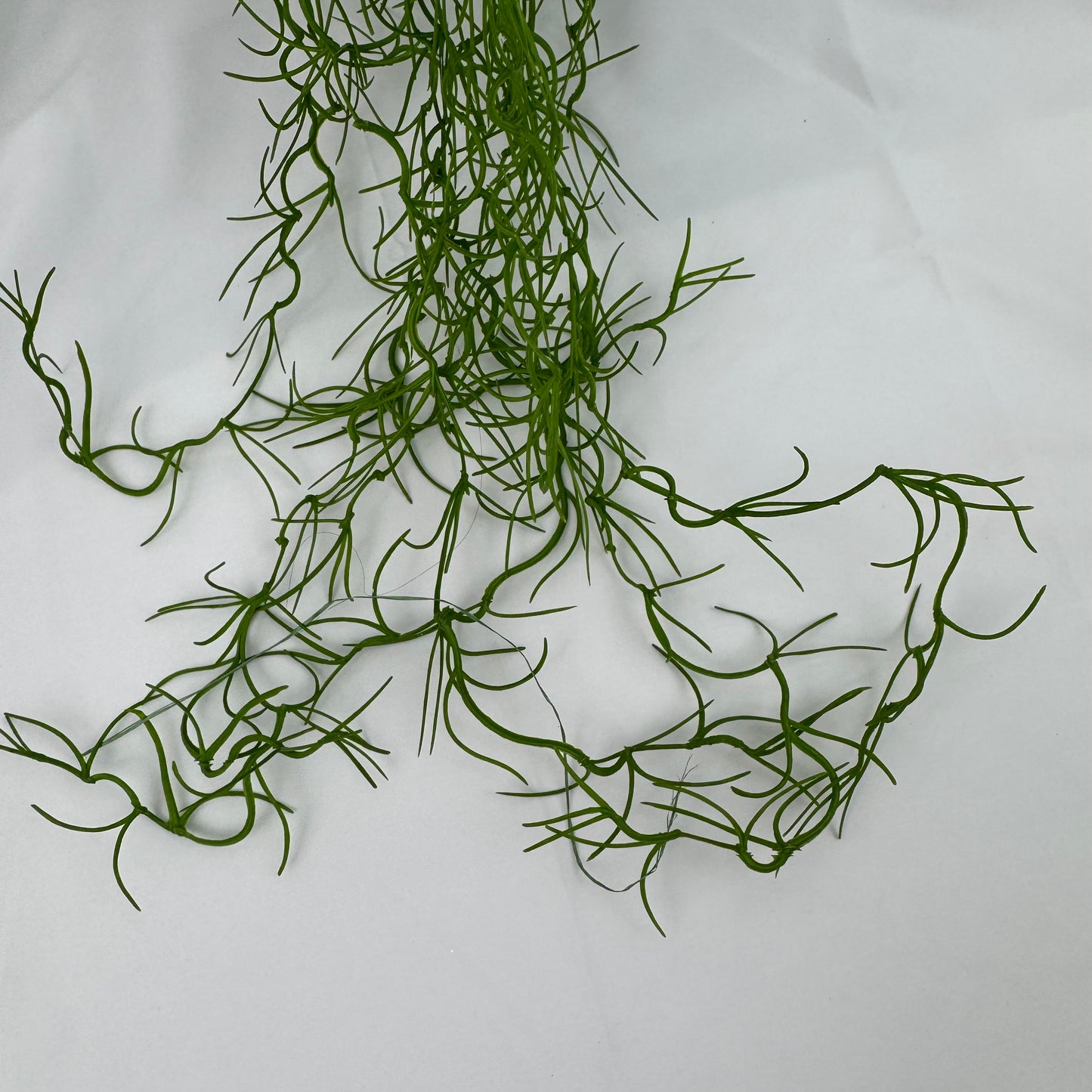 Green Seaweed