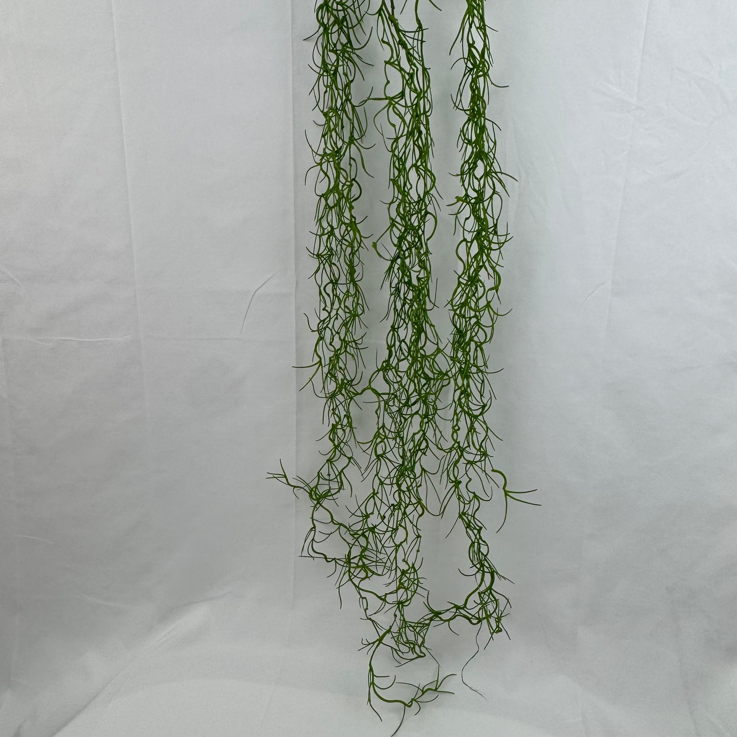 Green Seaweed