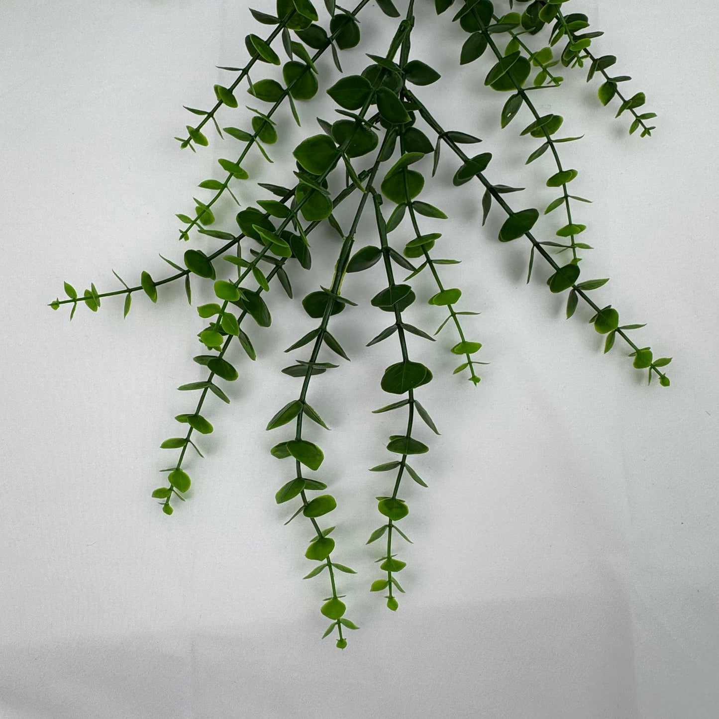Green Hanging Eucalyptus